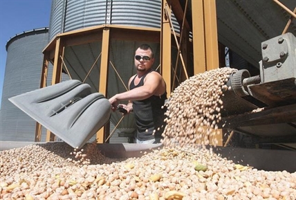Opposition blames Trudeau's India trip for spike in chickpea tariffs | iNFOnews.ca Opposition blames Trudeau's India trip for spike in chickpea tariffs | iNFOnews.ca