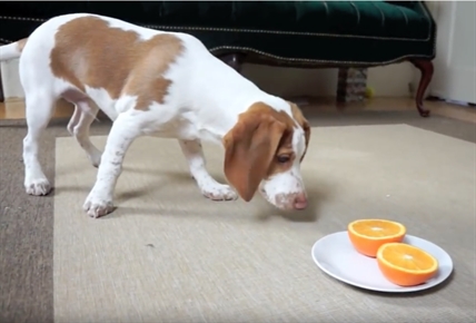 TRENDING NOW: Ferocious puppy attacks orange | iNFOnews.ca