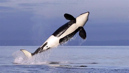 Conservationists call on minister to issue emergency order to save killer whales | iNFOnews.ca Conservationists call on minister to issue emergency order to save killer whales | iNFOnews.ca