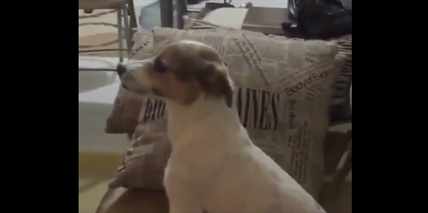 TRENDING NOW: This dog likes scary movies except when they get scary | iNFOnews.ca TRENDING NOW: This dog likes scary movies except when they get scary | iNFOnews.ca