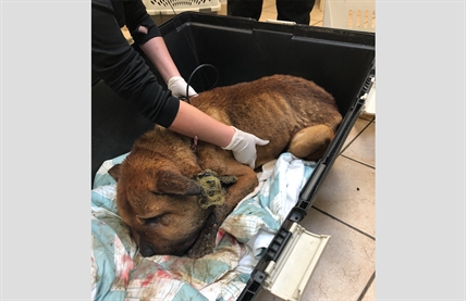 SPCA charge Vancouver Island pair after 'shocking' animal cruelty | iNFOnews.ca