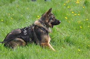 Officers call for stronger laws to protect police dogs after Edmonton K9 killed | iNFOnews.ca Officers call for stronger laws to protect police dogs after Edmonton K9 killed | iNFOnews.ca