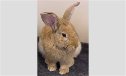 Looking for a forever home; Vernon SPCA pet of the week | iNFOnews.ca Looking for a forever home; Vernon SPCA pet of the week | iNFOnews.ca