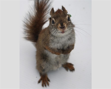 Red squirrels kill offspring of male rivals when food is abundant: study | iNFOnews.ca