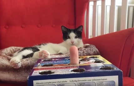 TRENDING NOW: The dangerous game of cat whack-a-finger | iNFOnews.ca