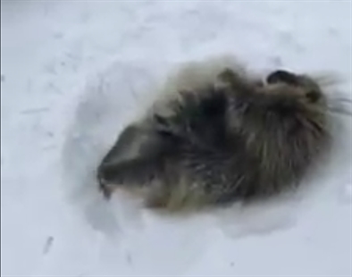TRENDING NOW: Stuck porcupine gets a little help | iNFOnews.ca