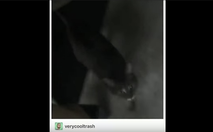 TRENDING NOW: Cat says "Yeah" to cat food like a prima donna | iNFOnews.ca TRENDING NOW: Cat says "Yeah" to cat food like a prima donna | iNFOnews.ca