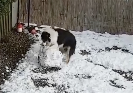 TRENDING NOW: This dog is making a snowman | iNFOnews.ca