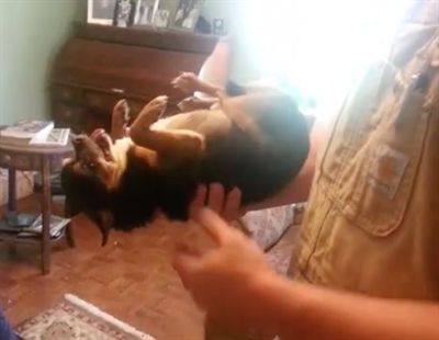 TRENDING NOW: Dog plays dead when picked up | iNFOnews.ca