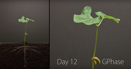 TRENDING NOW: Bean Time Lapse | iNFOnews.ca TRENDING NOW: Bean Time Lapse | iNFOnews.ca