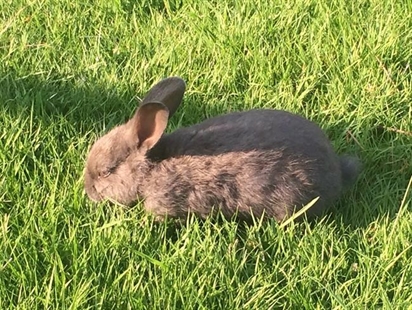 B.C. zoo quarantines bunnies over Easter to protect them from deadly virus | iNFOnews.ca B.C. zoo quarantines bunnies over Easter to protect them from deadly virus | iNFOnews.ca
