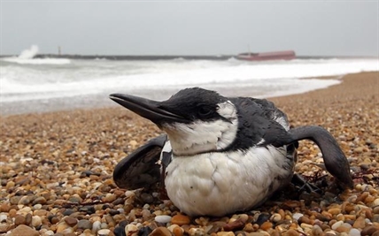 'Leads to a mismatch:' Climate change may be putting natural world out of synch | iNFOnews.ca