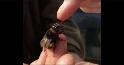 TRENDING NOW: Bee will eat right from your hand | iNFOnews.ca TRENDING NOW: Bee will eat right from your hand | iNFOnews.ca