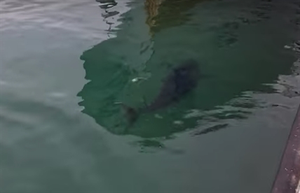 TRENDING NOW: Seagull swallowed, spit out by tuna | iNFOnews.ca