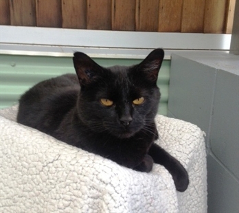 InfoTel Tails: Forever homes wanted | iNFOnews.ca