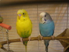 InfoTel Tails: Forever homes wanted | iNFOnews.ca