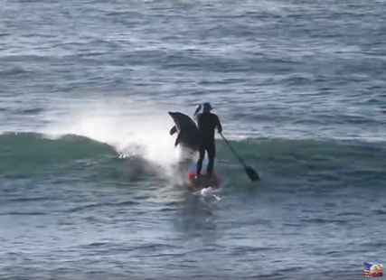 TRENDING NOW: Dolphin body slams paddle boarder | iNFOnews.ca