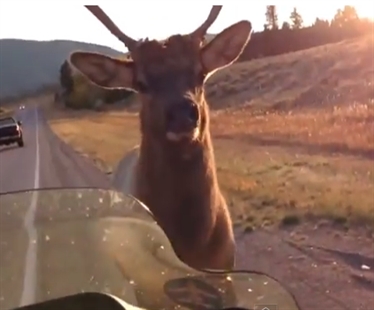 Never, never, never tick off an elk | iNFOnews.ca