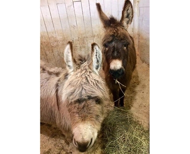 Displaced livestock shepherded to safety amid New Brunswick flooding | iNFOnews.ca Displaced livestock shepherded to safety amid New Brunswick flooding | iNFOnews.ca