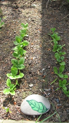 Money doesn't grow on Vernon's community garden trees | iNFOnews.ca
