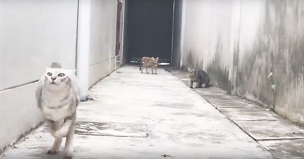 TRENDING NOW: Ninja cat running | iNFOnews.ca