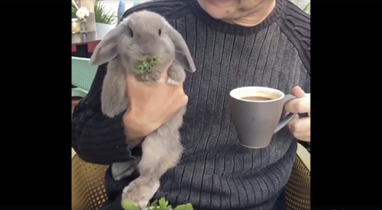 TRENDING NOW: Breakfast with a bunny | iNFOnews.ca TRENDING NOW: Breakfast with a bunny | iNFOnews.ca
