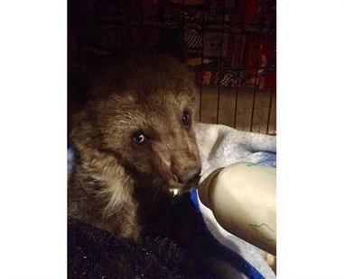 Alberta Fish and Wildlife officers kill grizzly bear cub near Grande Cache | iNFOnews.ca Alberta Fish and Wildlife officers kill grizzly bear cub near Grande Cache | iNFOnews.ca