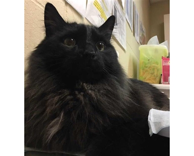 Looking for a forever home; Penticton SPCA pet of the week | iNFOnews.ca