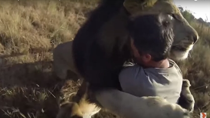 TRENDING NOW: Lion is man's best friend | iNFOnews.ca TRENDING NOW: Lion is man's best friend | iNFOnews.ca
