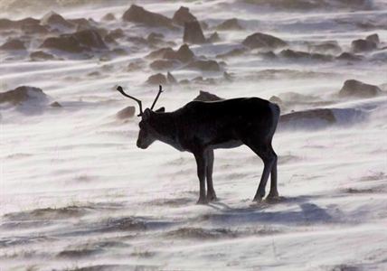 Protect Canada's parks from being 'loved to death' says study co-author | iNFOnews.ca Protect Canada's parks from being 'loved to death' says study co-author | iNFOnews.ca