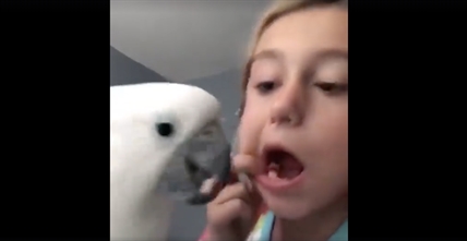 TRENDING NOW: Bird pulls out a tooth | iNFOnews.ca TRENDING NOW: Bird pulls out a tooth | iNFOnews.ca