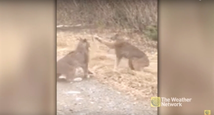 TRENDING NOW: Two lynx screaming at each other | iNFOnews.ca