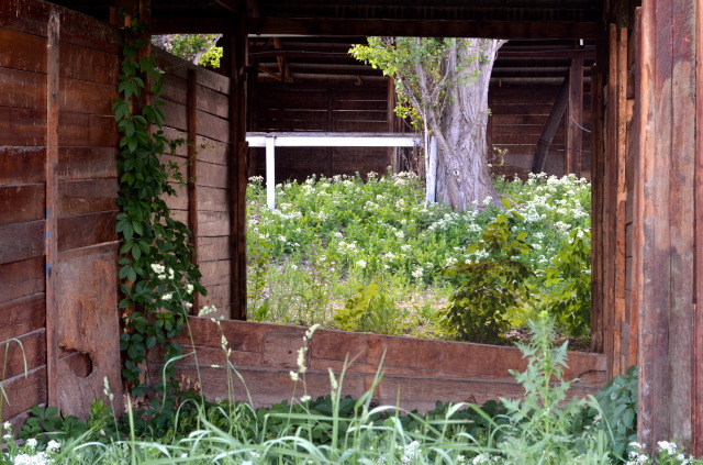 iN PHOTOS: Exploring what remains of Vernon's historic Kin Race Track | iNFOnews.ca
