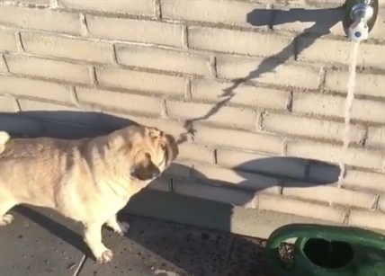 TRENDING NOW: Hilarious pug tries to drink a shadow | iNFOnews.ca