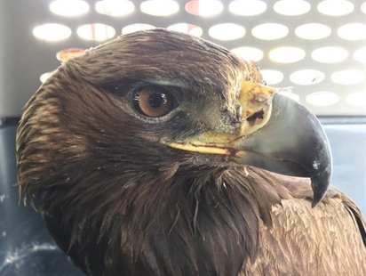 Eagle with broken wing now in recovery facility after RCMP rescue | iNFOnews.ca Eagle with broken wing now in recovery facility after RCMP rescue | iNFOnews.ca