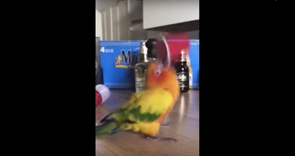 TRENDING NOW: Bird vibrates when holding tiny red solo cup | iNFOnews.ca