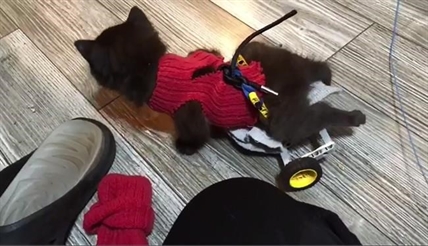 Stray, disabled kitten using Lego wheelchair to scoot around with littermates | iNFOnews.ca Stray, disabled kitten using Lego wheelchair to scoot around with littermates | iNFOnews.ca