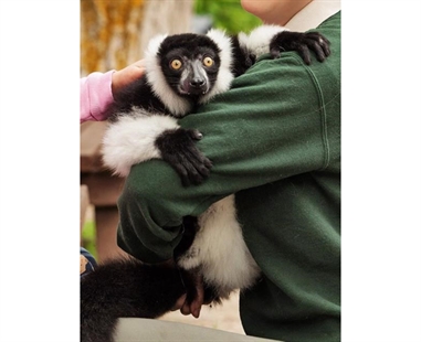 Lemur allegedly taken from Ontario zoo found safe; two other animals outstanding | iNFOnews.ca