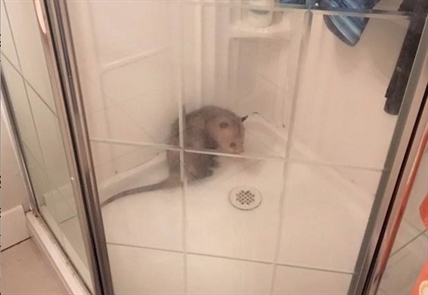 Police capture opossum that wasn't happy to leave shower in B.C. home | iNFOnews.ca