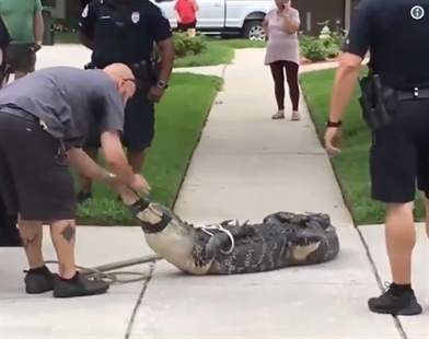 TRENDING NOW: Alligator head butt knocks him out cold | iNFOnews.ca