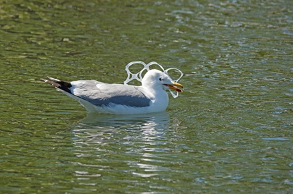 B.C. aims to recycle difficult plastic: six-pack rings, chip bags, crinkly wraps | iNFOnews.ca B.C. aims to recycle difficult plastic: six-pack rings, chip bags, crinkly wraps | iNFOnews.ca