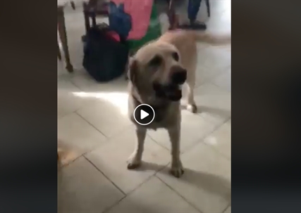 TRENDING NOW: Dog opens door for locked out owner | iNFOnews.ca