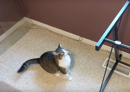 TRENDING NOW: Confused kitty | iNFOnews.ca