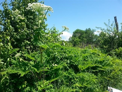 Canadians warned to look out for invasive giant hogweed that burns, blinds | iNFOnews.ca