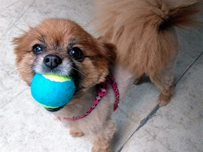 Looking for a forever home; Kamloops SPCA pet of the week | iNFOnews.ca