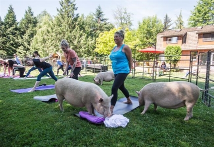 Pigs make surprise appearance during yoga session in Aldergrove, B.C. | iNFOnews.ca