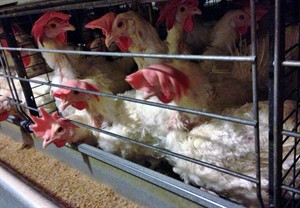 Group alleges animal cruelty at two Alberta chicken farms | iNFOnews.ca Group alleges animal cruelty at two Alberta chicken farms | iNFOnews.ca
