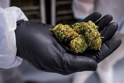 Past pot conviction won't automatically prevent involvement in cannabis industry | iNFOnews.ca Past pot conviction won't automatically prevent involvement in cannabis industry | iNFOnews.ca