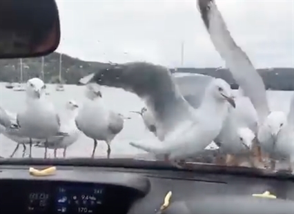TRENDING NOW: Revenge on mooching gulls | iNFOnews.ca