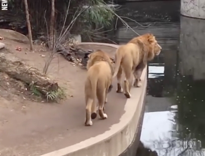 TRENDING NOW: Lion takes a plunge | iNFOnews.ca